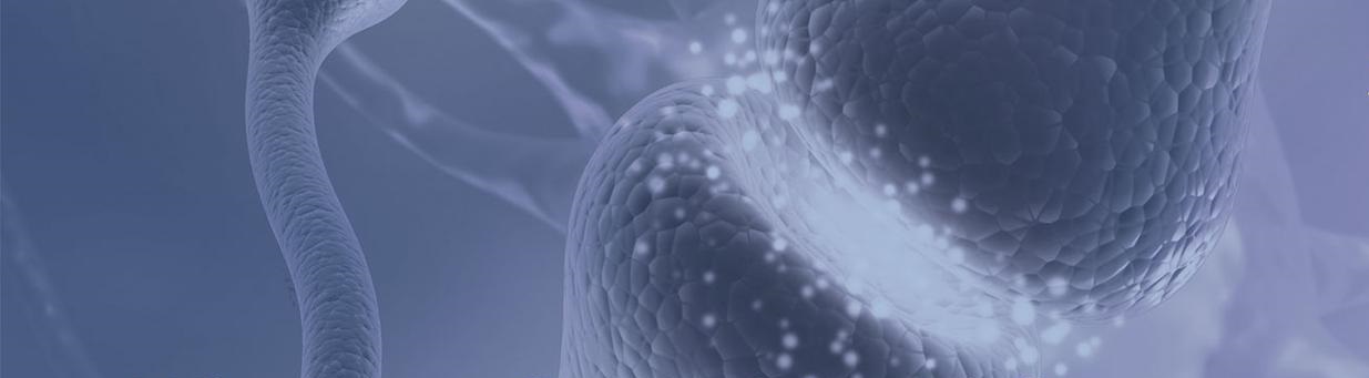 Digital image synapses